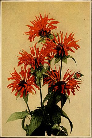 Archivo:Wild flowers every child should know - arranged according to color with reliable descriptions of the more common species of the United States and Canada (1909) (14585228347)