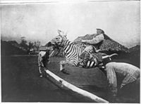 Archivo:Zebra-tame-jumping