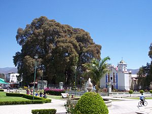 Archivo:Árbol-del-Tule-Oaxaca-Mexico