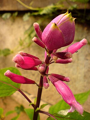 Archivo:00504 - Salvia involucrata