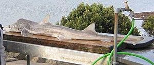 Archivo:1.6metre Gummy Shark