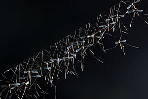 Archivo:A collection of crane flies hanging from their nest