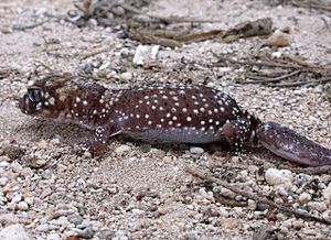 Archivo:Abrolhos West Wallabi Island Barking Gecko DSCN7885