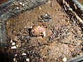 Adansonia Grandidieri Giant Baobab Madagascar Upside Down Tree Sprouting Seed From Puerto Rico