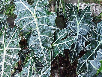 Alocasia sanderiana3