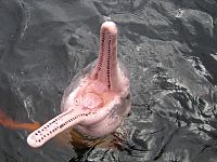Archivo:Amazon river dolphin with mouth open