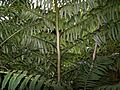 Angiopteris evecta 004