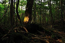 Aokigahara forest 01