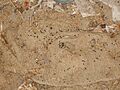 Apodemus sylvaticus Droppings