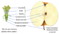 Apple anatomy, flower and fruit compared-es