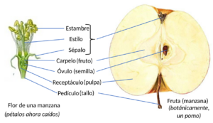Archivo:Apple anatomy, flower and fruit compared-es