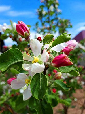 Archivo:Apple blossom. Eastern Siberia