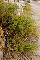 Asparagus macrorrhizus0505 02