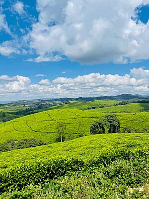 Archivo:Au dessus des champs de la Kibira