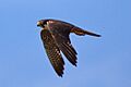 Baumfalke Überflug Sommer