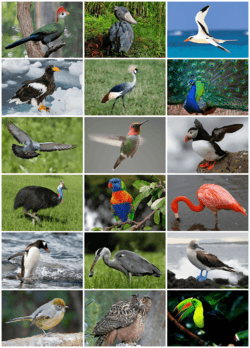Bird Diversity 2013.png