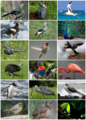 Bird Diversity 2013