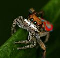 Bronwynking Maratus pavonis 02