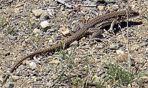 Archivo:Callopistes maculatus