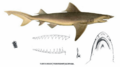 Carcharias glyphis by muller and henle