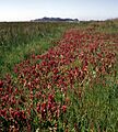 Castillejaambigua