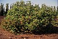 Cornus sericea habit
