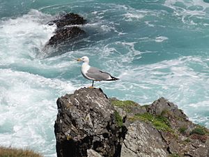 Archivo:Costa de Dexo (A Coruña, Galicia, España) 08
