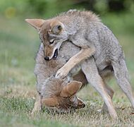 Coyotes (Canis latrans), DSC3299vv