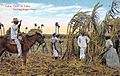 Cuba - cutting sugar cane
