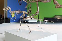 Archivo:Dilong skeleton mount at TyrannosaursMeettheFamily