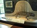 Dimetrodon limbatus AMNH 4636