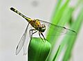 Diplacodes trivialis, West Bengal, India 13 09 2012 (2)