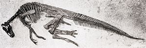 Archivo:Edmontosaurus annectens specimen