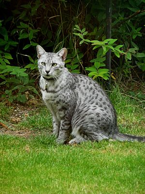 Archivo:Egyptian mau - Horus 2