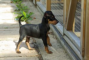 Archivo:English Toy Terrier