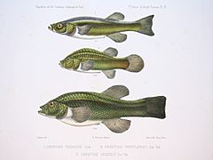 F de Castelnau-poissonsPl27.jpg