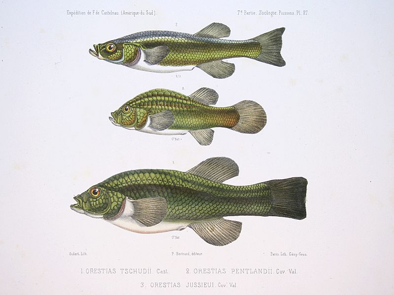 F de Castelnau-poissonsPl27