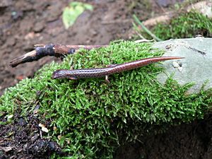Archivo:Four-toed salamander dorsal