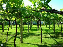 Archivo:Galician vineyard with wide vine spacing
