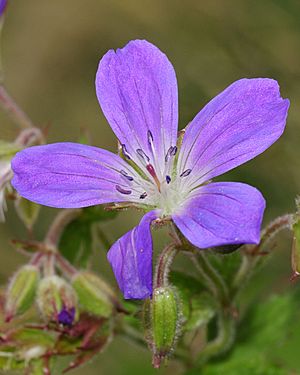 Archivo:Geranium sylvaticum (2)