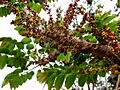 Gooseberry tree