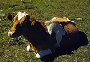 Archivo:Guernsey cow or calf lying on the ground, ca 1941-42