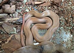 Ialtris agyrtes 51072163192 b40e439001.jpg