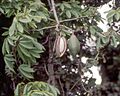 Kapok tree-pod