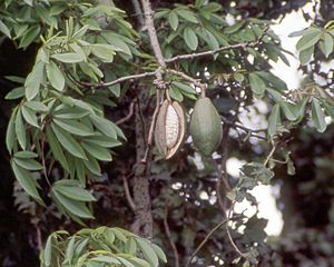 Archivo:Kapok tree-pod