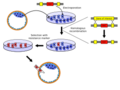 Knockout mouse production 2