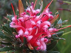 Lambertia formosa Lambertia formosa IMG 4508 (5771457518).jpg