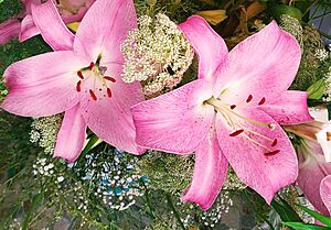 Archivo:Lirio Rosa