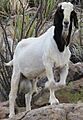 Macho cabrío