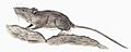 Malpaisomys restoration